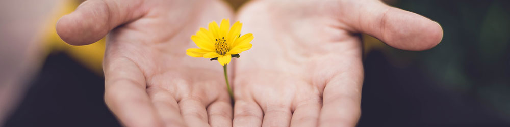 Pair of hands holding a single flower